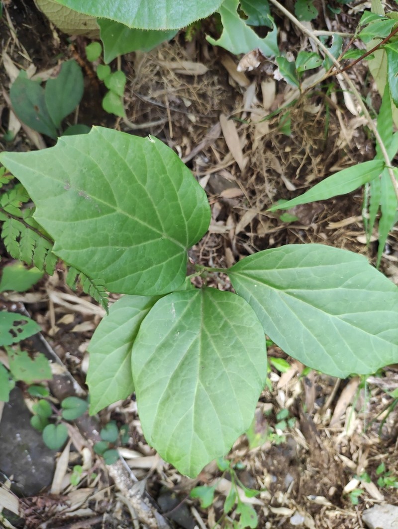 Pachysandra axillaris photo 6