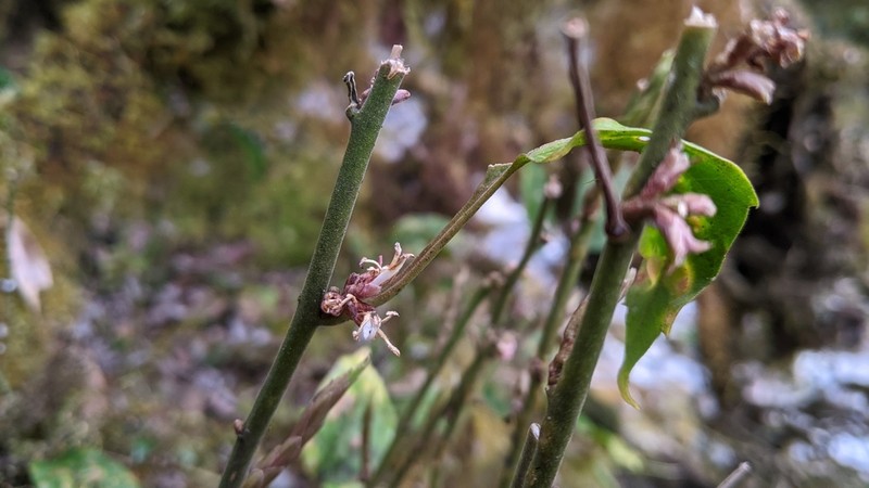 Pachysandra axillaris photo 7