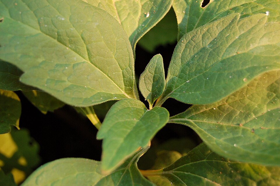 Allegheny-Spurge photo 4