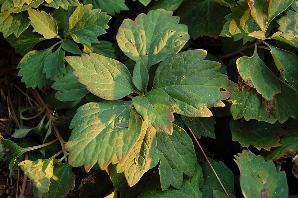 Allegheny-Spurge photo 5
