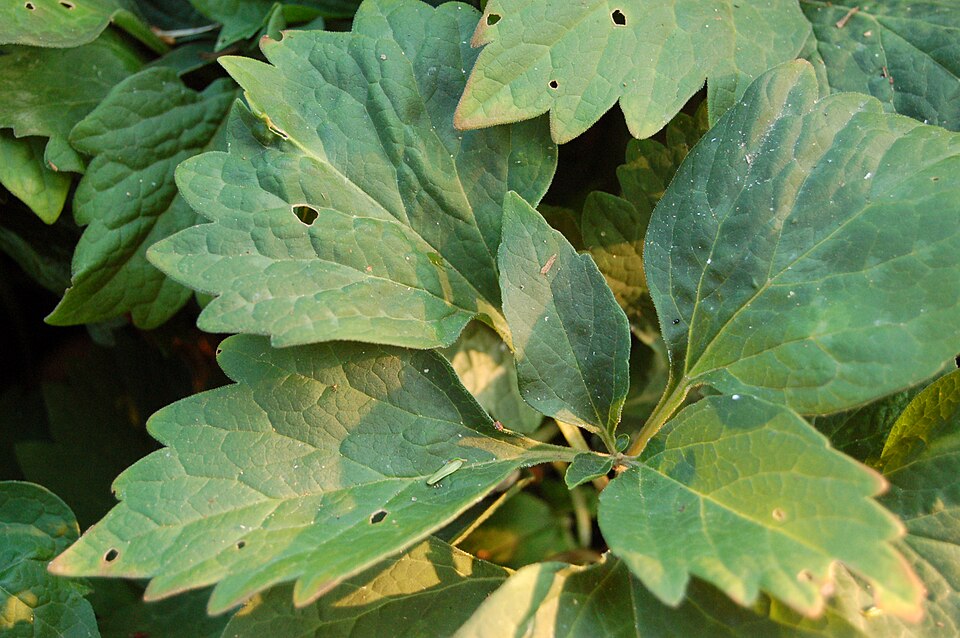 Allegheny-Spurge photo 6