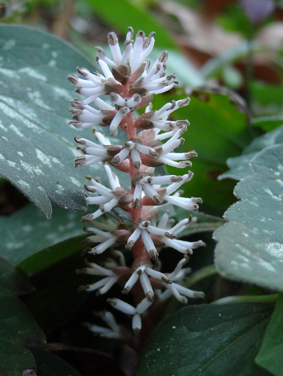 Allegheny-Spurge photo 7