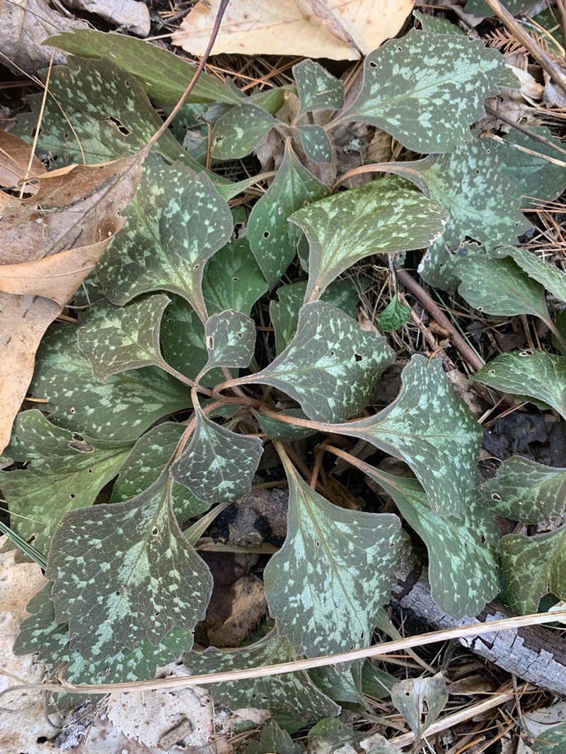 Allegheny-Spurge photo 6