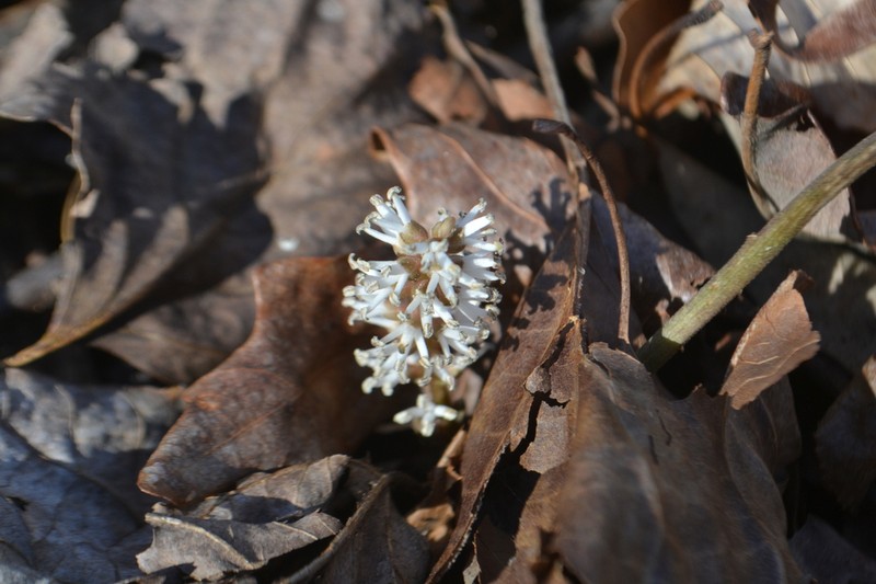 Allegheny-Spurge photo 7