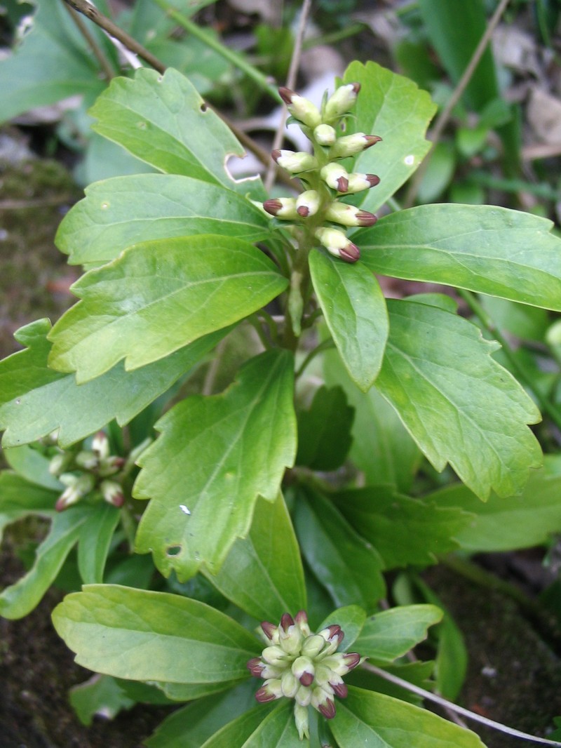 Japanese Pachysandra photo 4