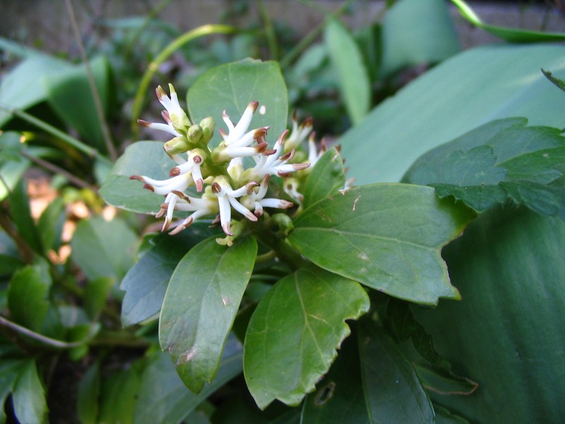 Japanese Pachysandra photo 5