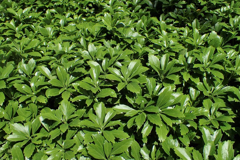 Japanese Pachysandra photo 2