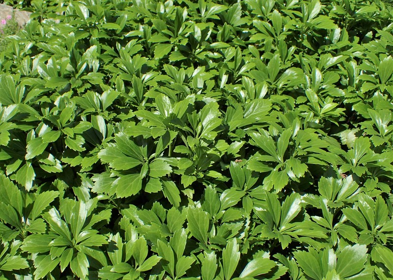 Japanese Pachysandra photo 3