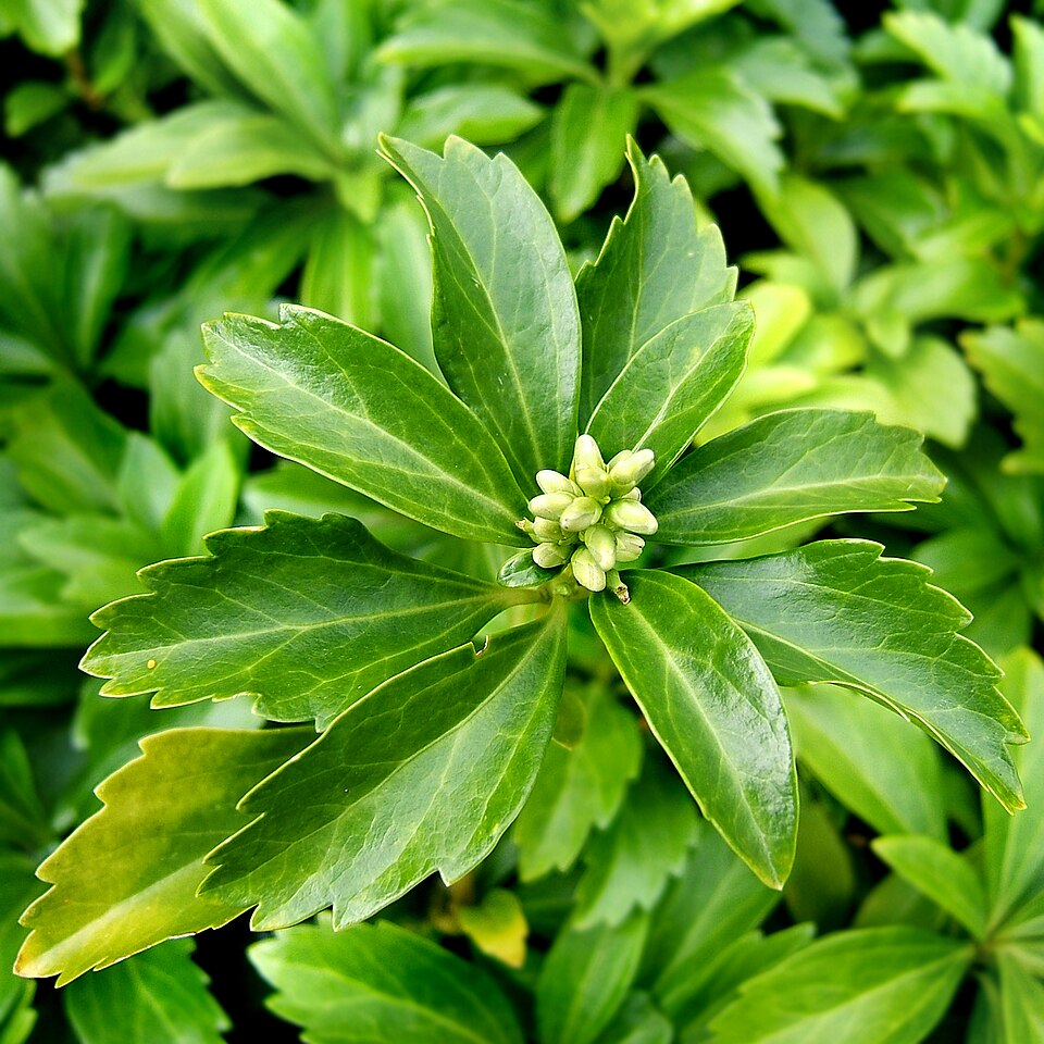 Japanese Pachysandra photo 6