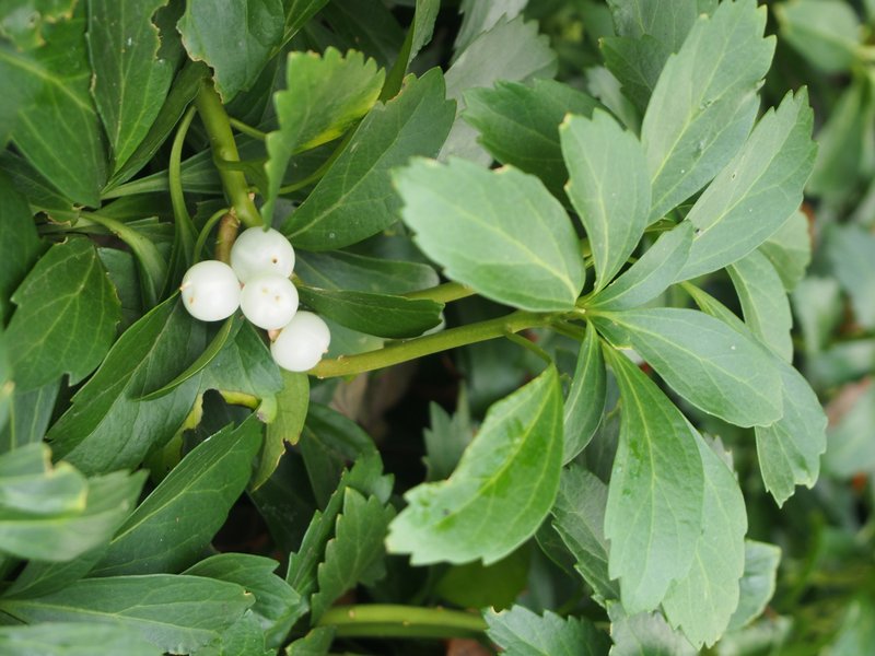 Japanese Pachysandra photo 7