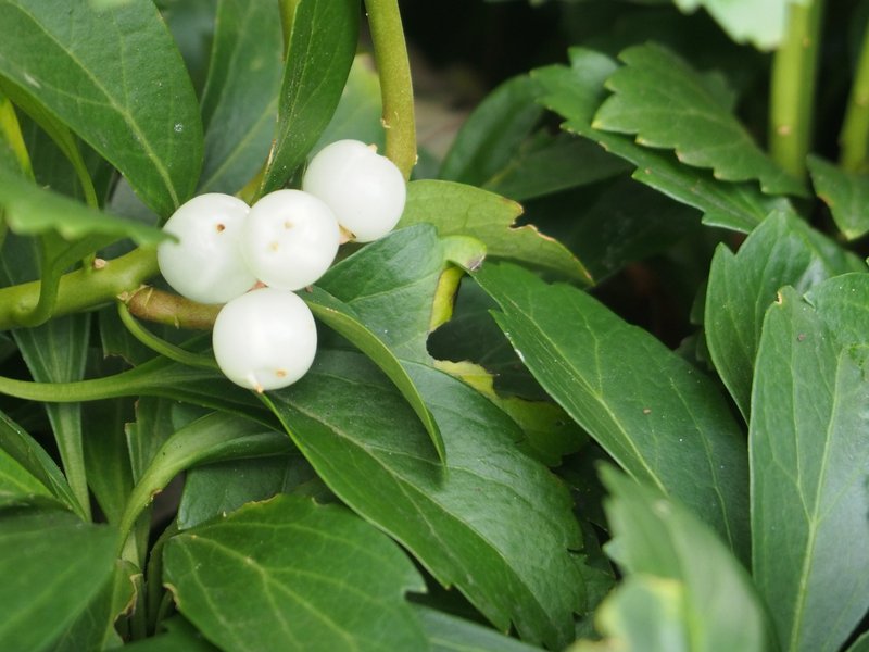Japanese Pachysandra photo 8