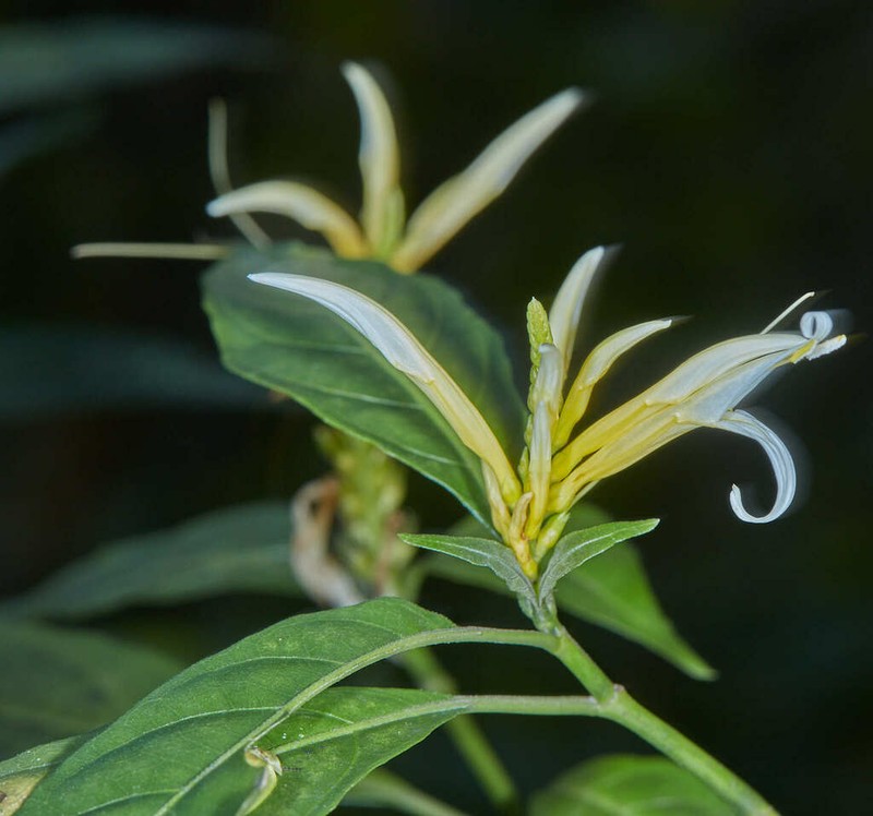 Pachystachys azaleiflora photo 3