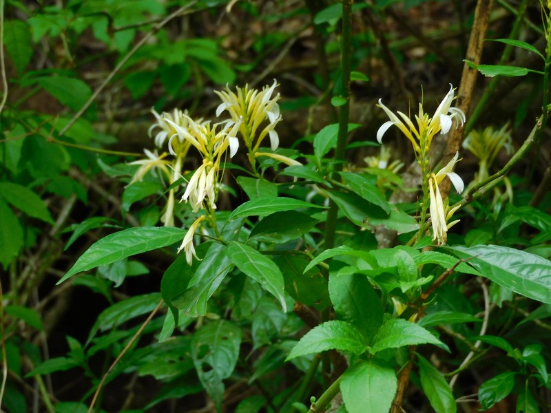 Pachystachys azaleiflora photo 5
