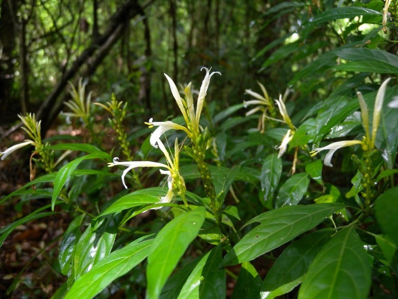 Pachystachys azaleiflora photo 6