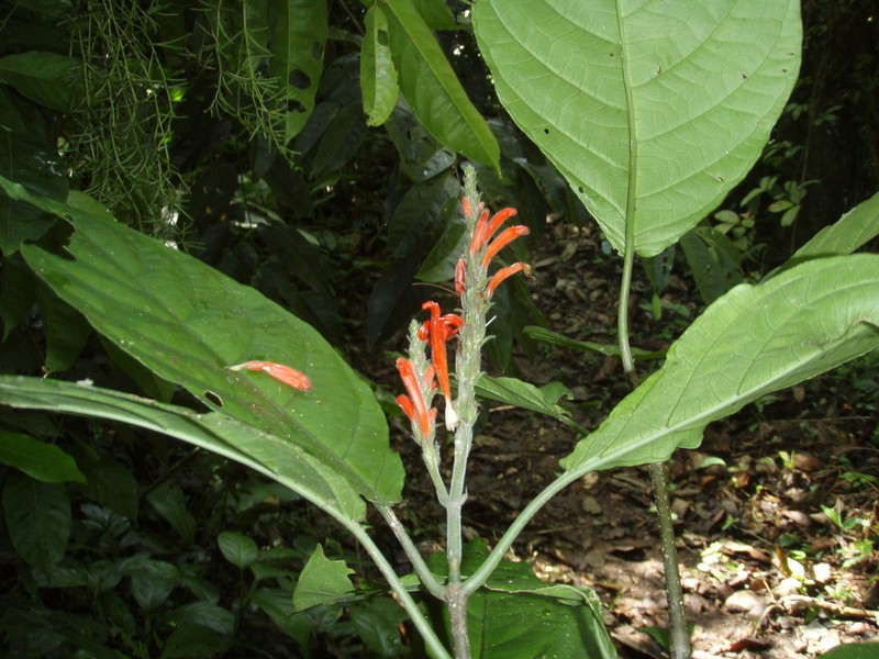 Pachystachys badiospica