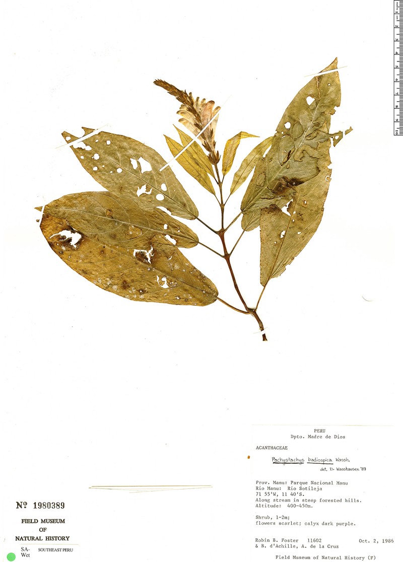 Pachystachys badiospica photo 2