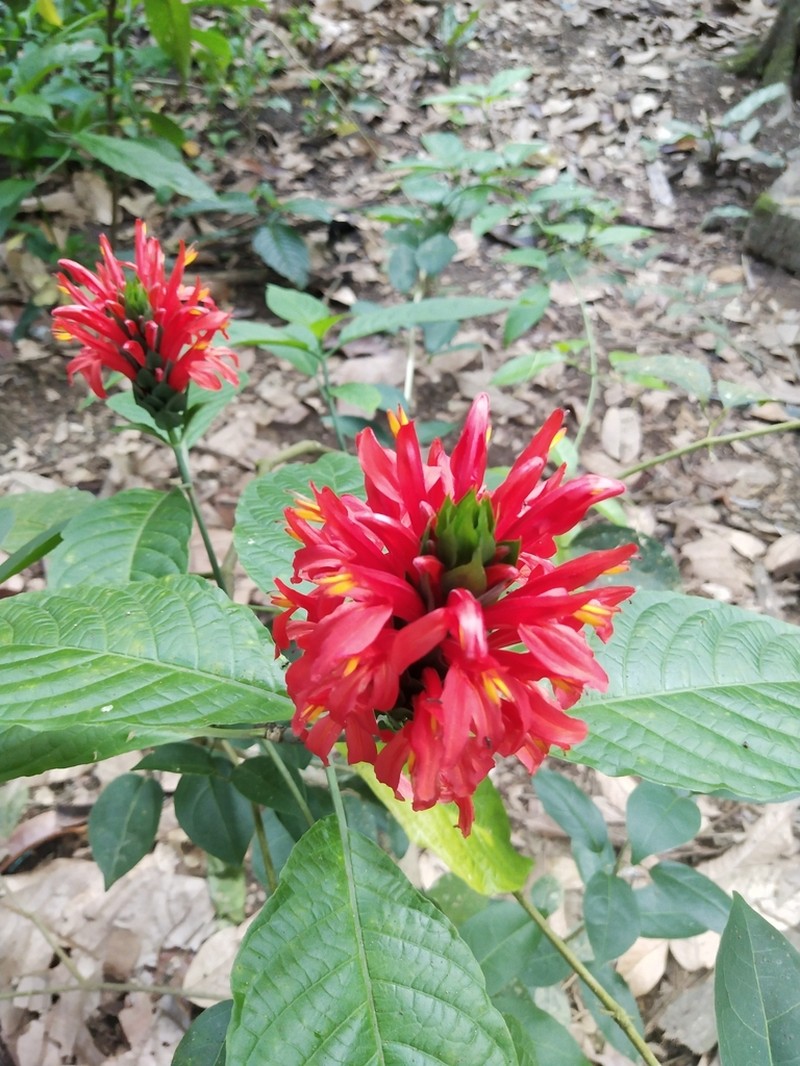 Pachystachys coccinea photo 2