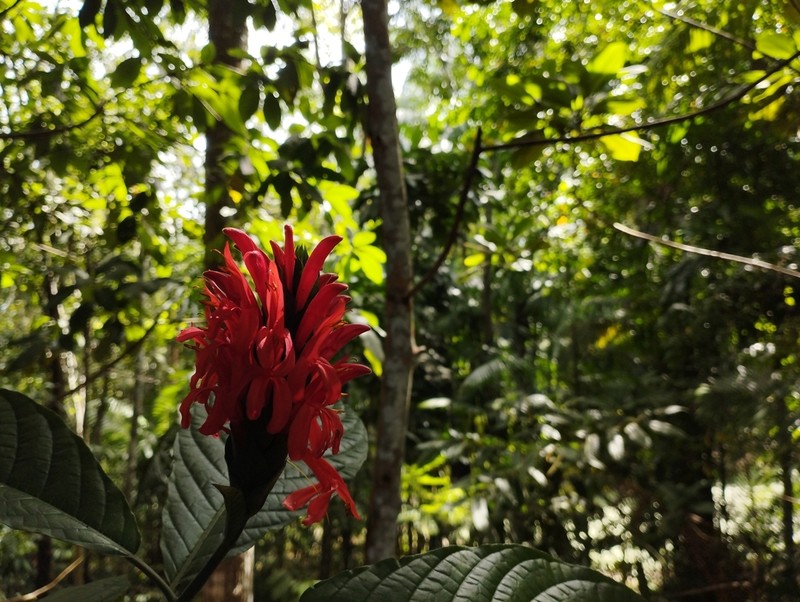 Pachystachys coccinea photo 3