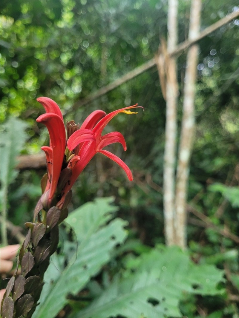 Pachystachys coccinea photo 4