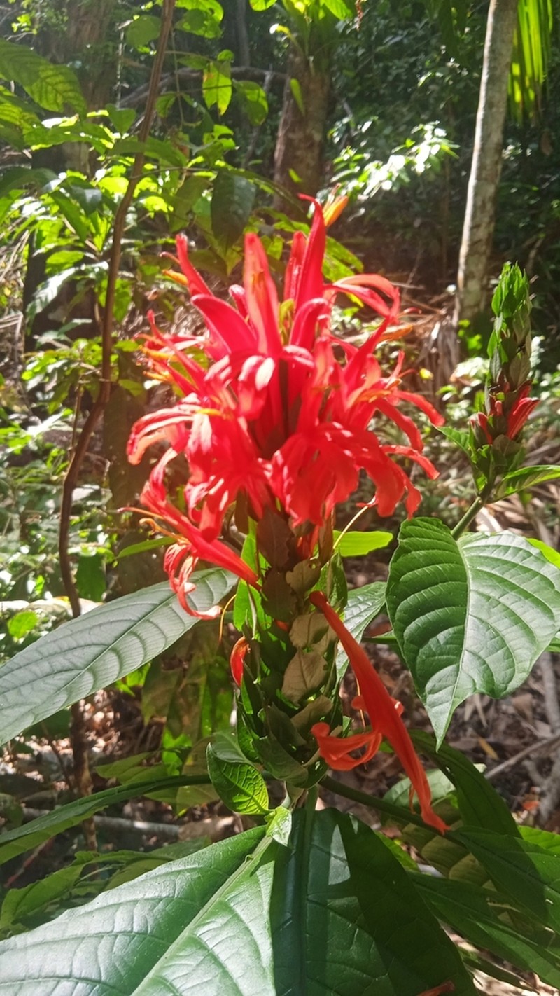 Pachystachys coccinea photo 5