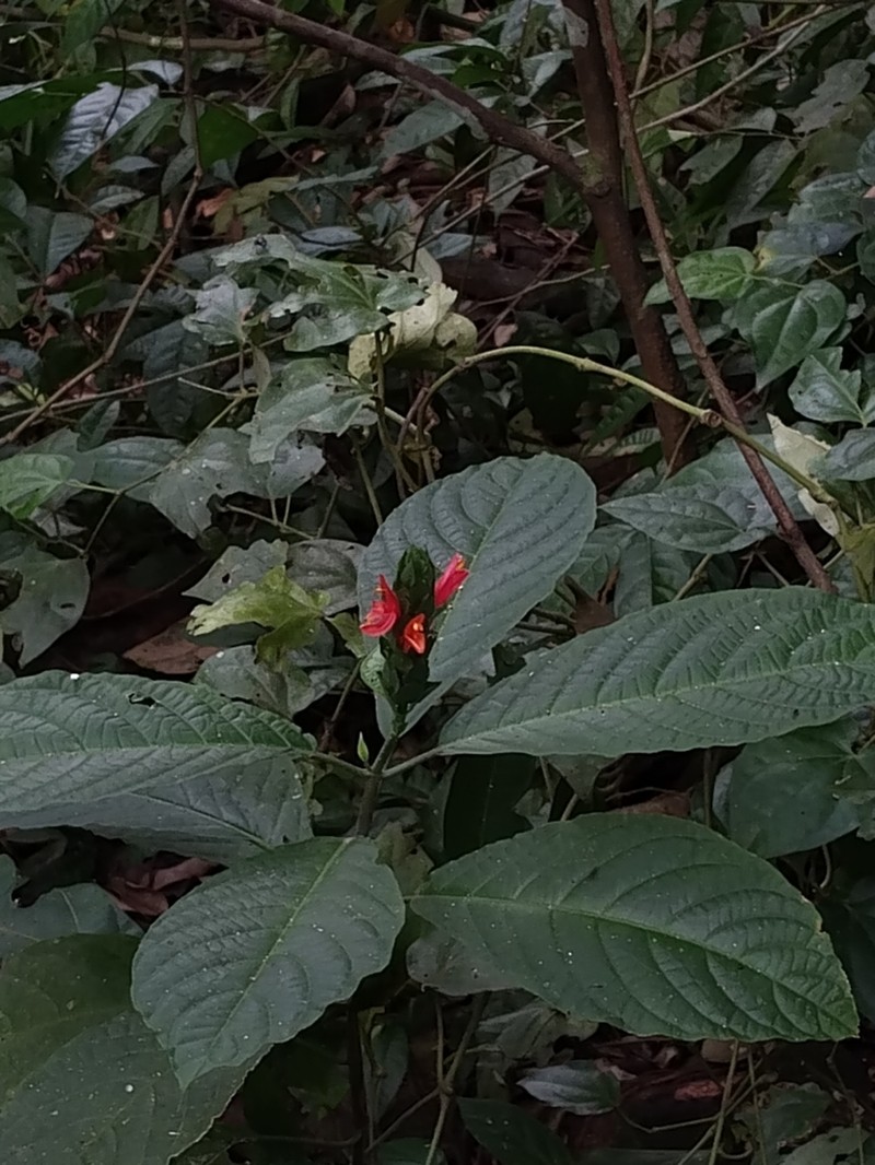 Pachystachys coccinea photo 6