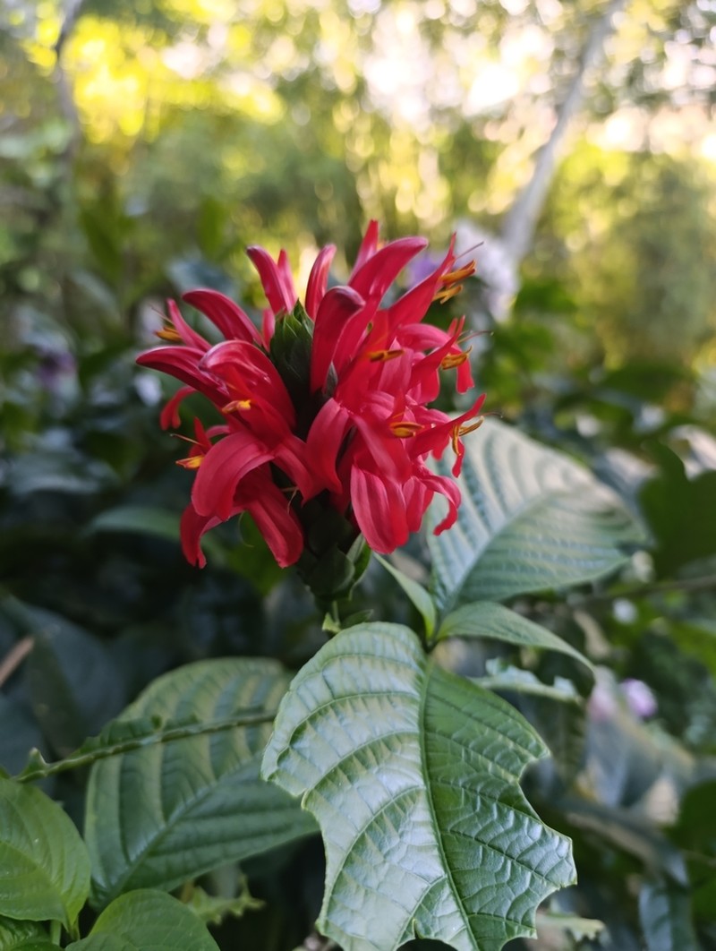 Pachystachys coccinea photo 7