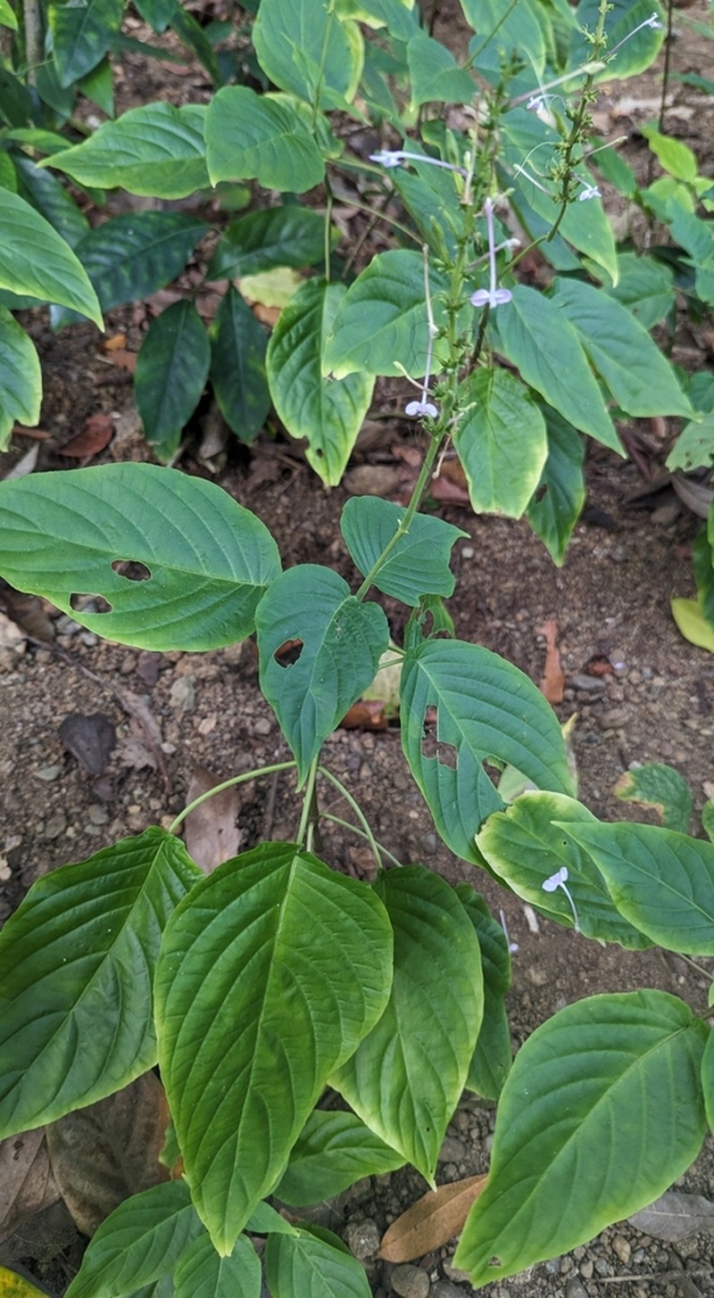 Pachystachys cordata photo 2