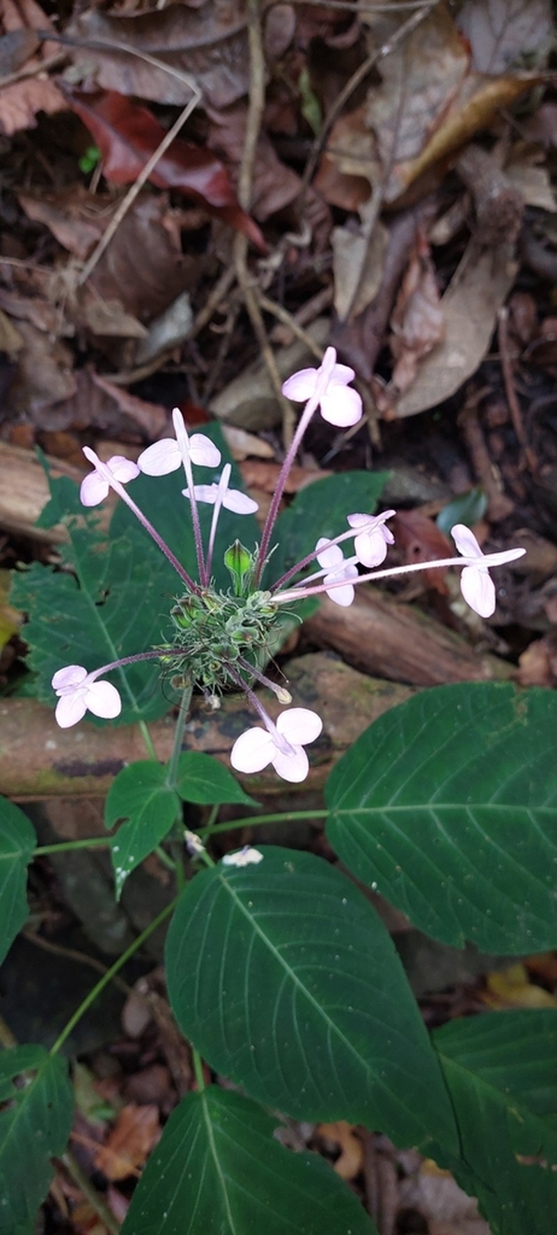 Pachystachys cordata photo 3