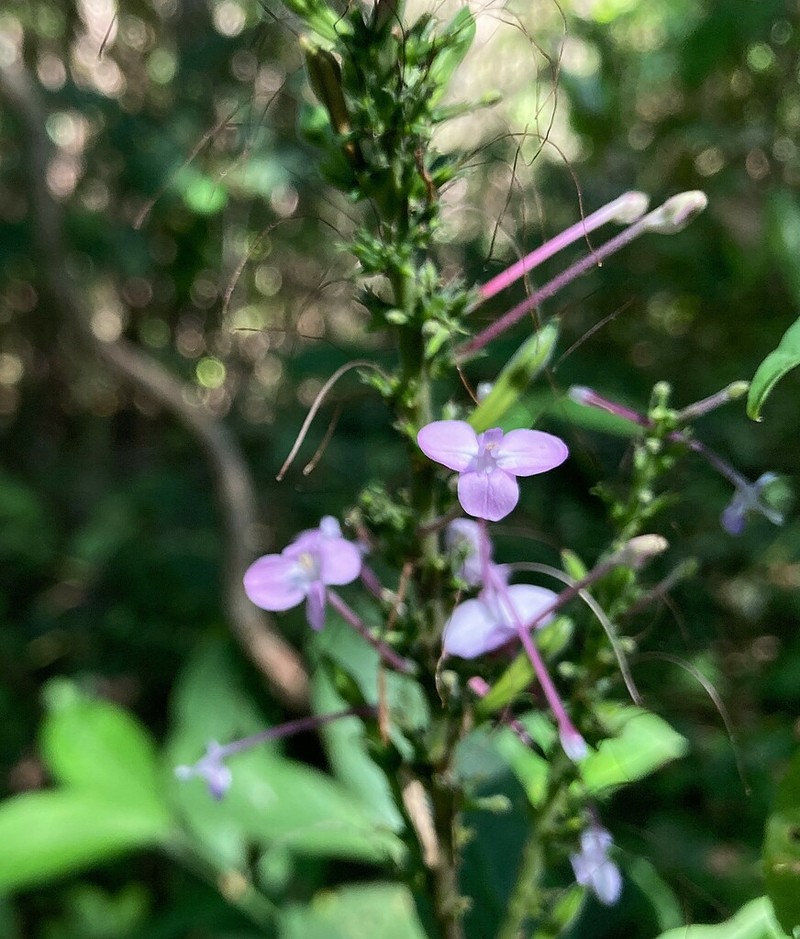 Pachystachys cordata photo 5