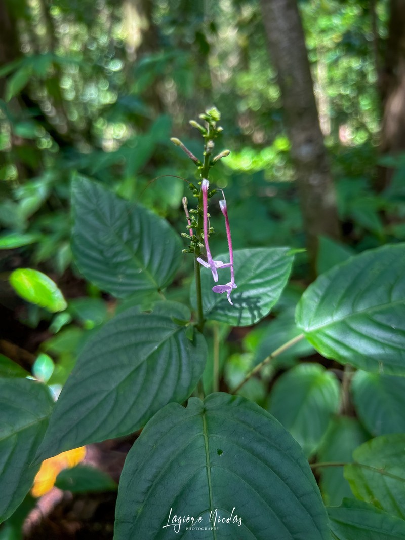 Pachystachys cordata photo 6
