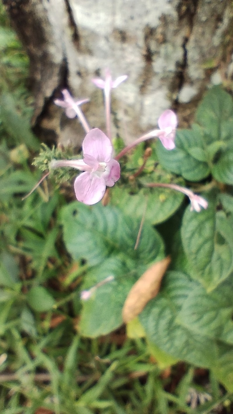 Pachystachys dubiosa