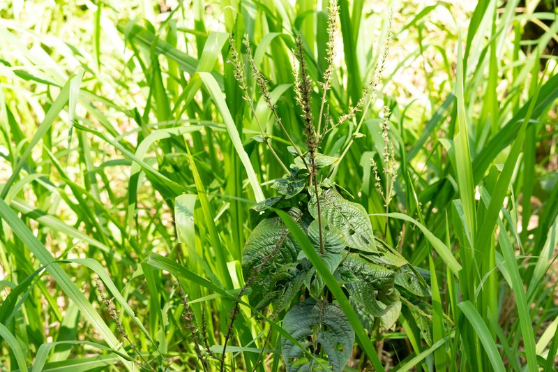Pachystachys dubiosa photo 3