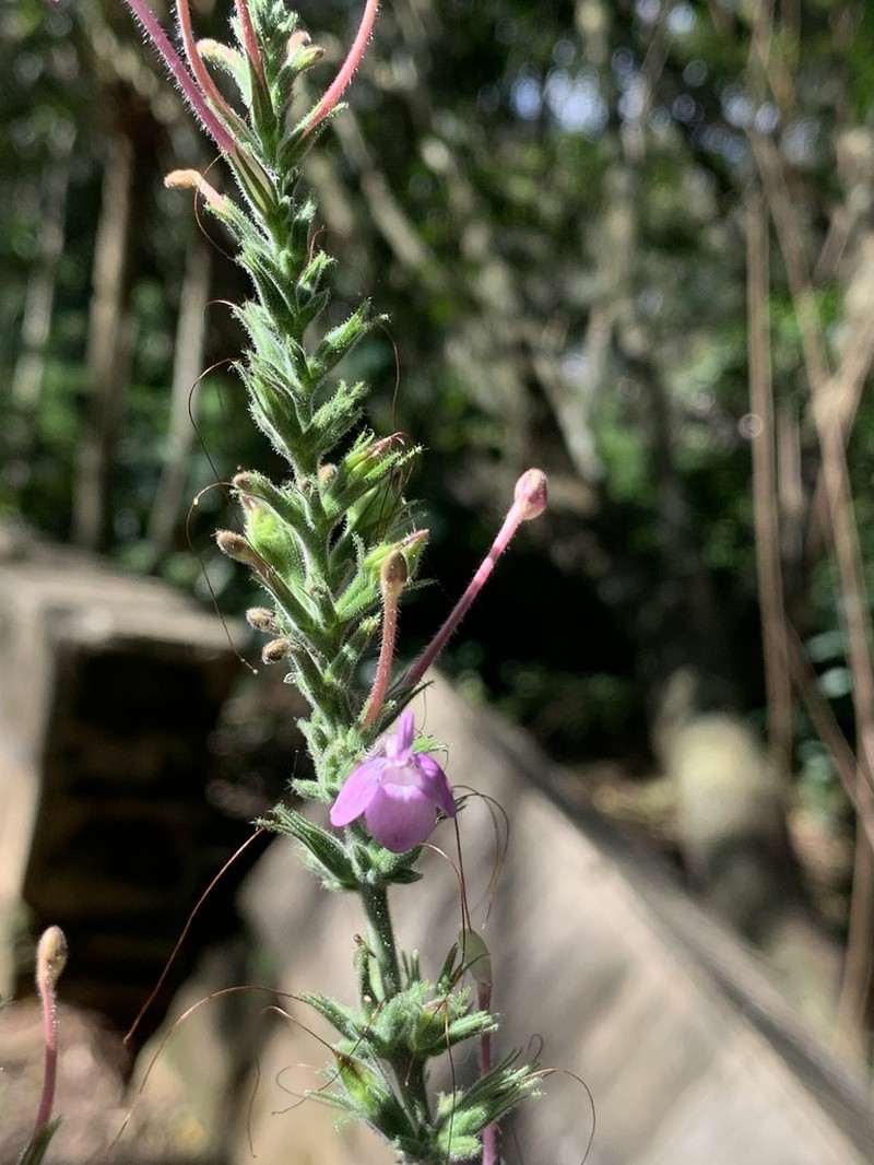 Pachystachys dubiosa photo 5