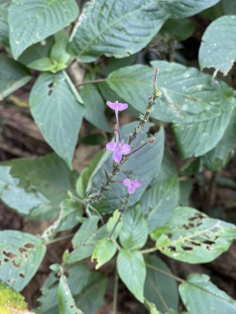Pachystachys dubiosa photo 6
