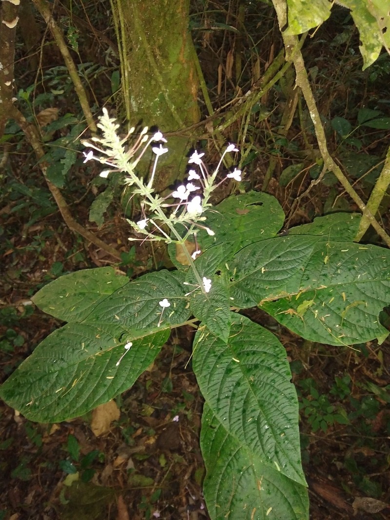 Pachystachys dubiosa photo 7