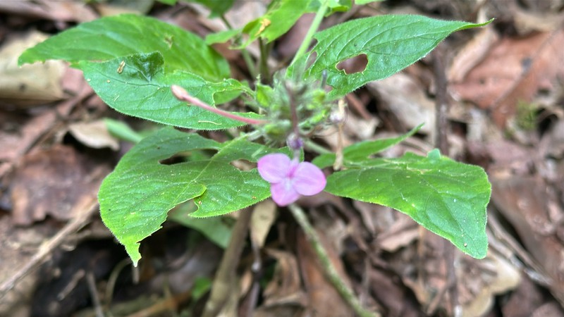 Pachystachys dubiosa photo 8