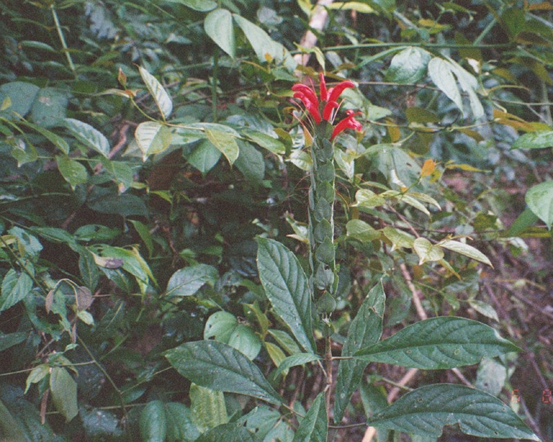 Pachystachys longibracteata
