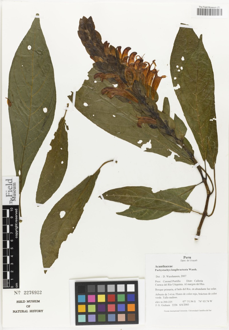 Pachystachys longibracteata photo 2