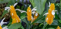 Lollipop-Plant
