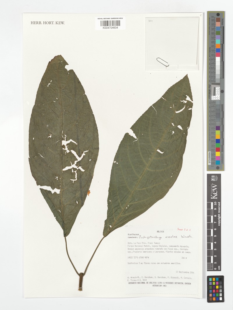 Pachystachys ossolae