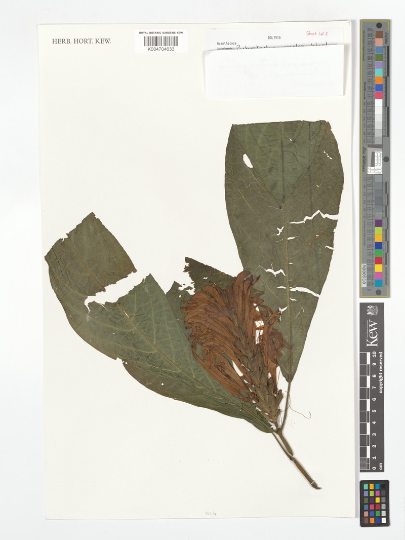 Pachystachys ossolae photo 2