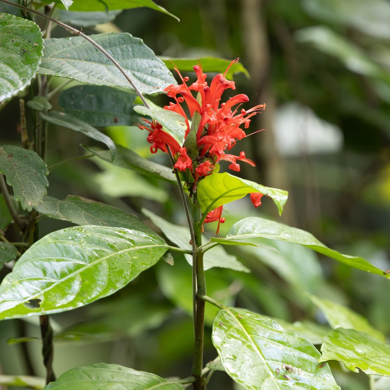 Pachystachys puberula