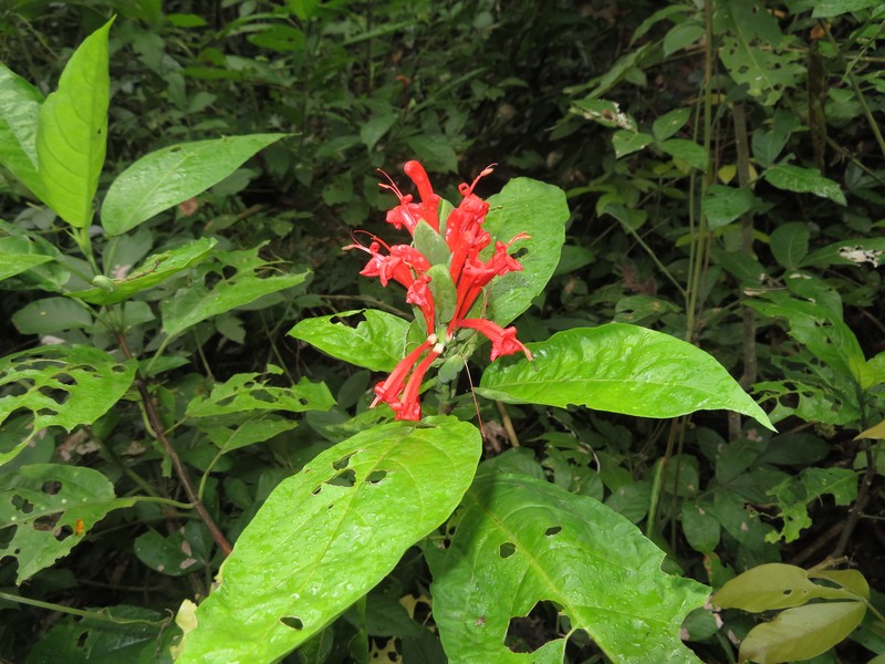 Pachystachys puberula photo 3