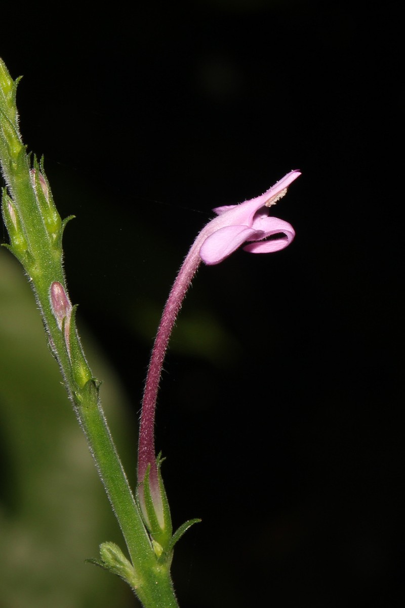 Pachystachys velutina photo 2
