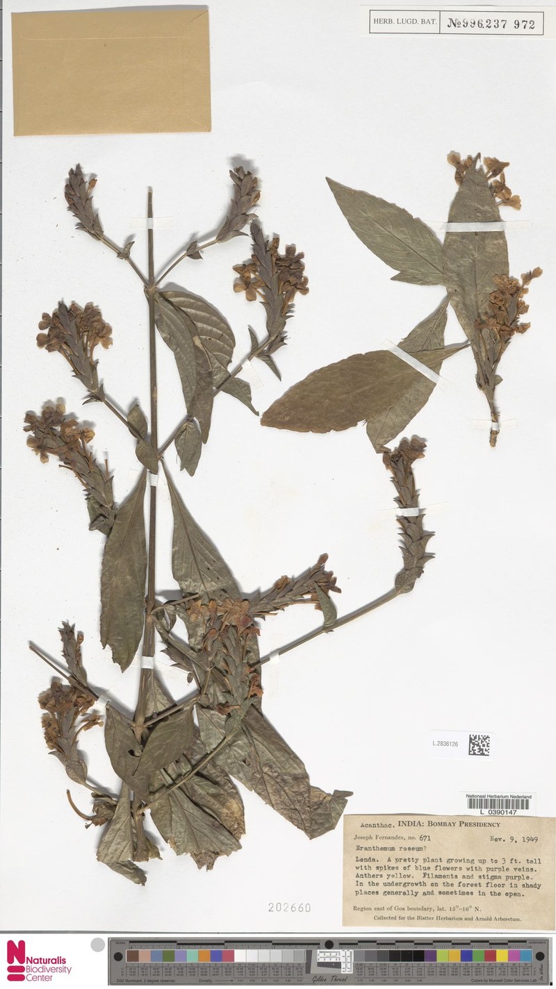 Pachystachys velutina photo 3