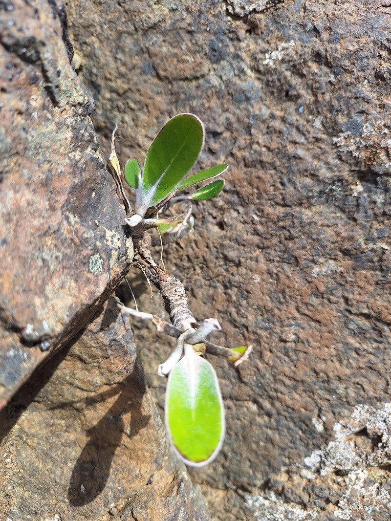 Pachystegia hesperia