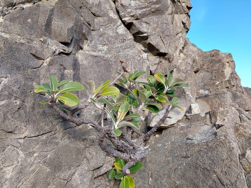 Pachystegia hesperia photo 2