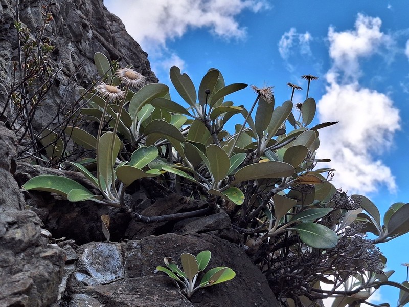 Pachystegia hesperia photo 3