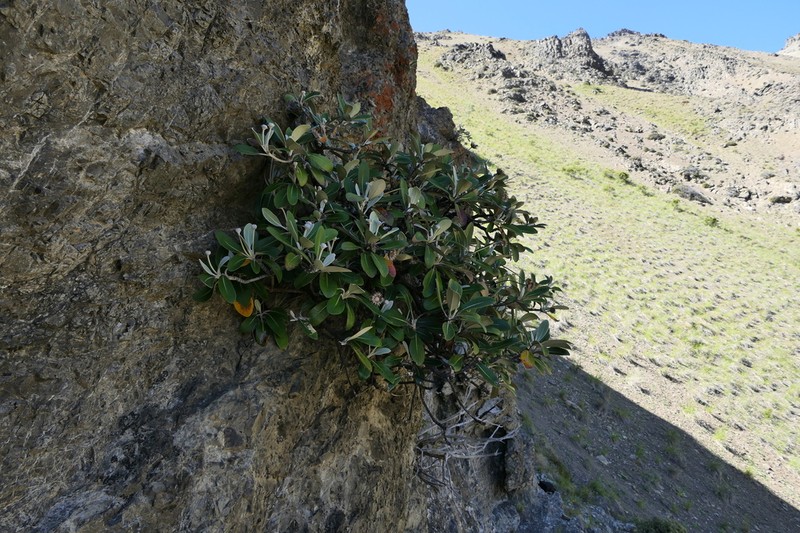 Pachystegia hesperia photo 4