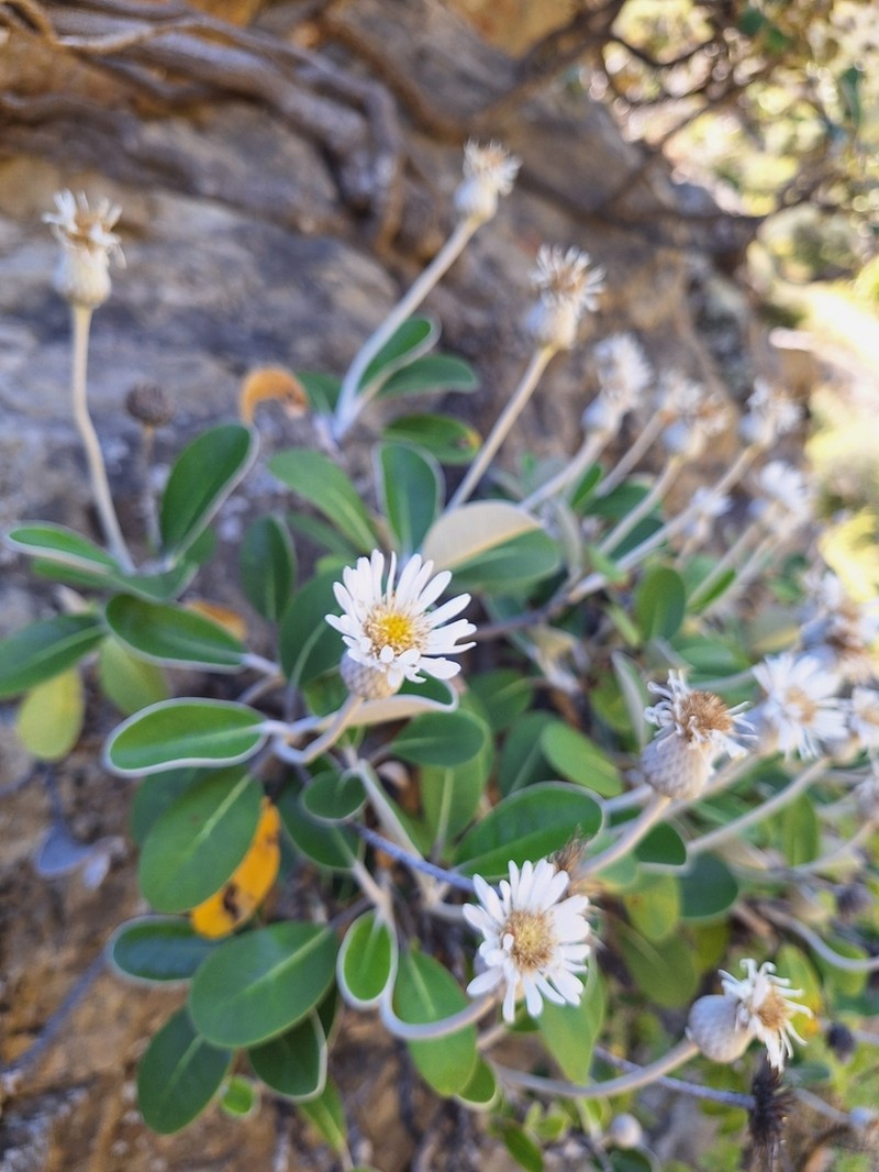 Pachystegia hesperia photo 5